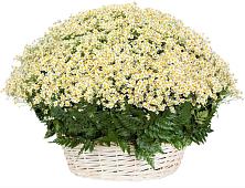 Цветочная композиция из Ромашки в корзине #REPLACE_PRED# Борзе